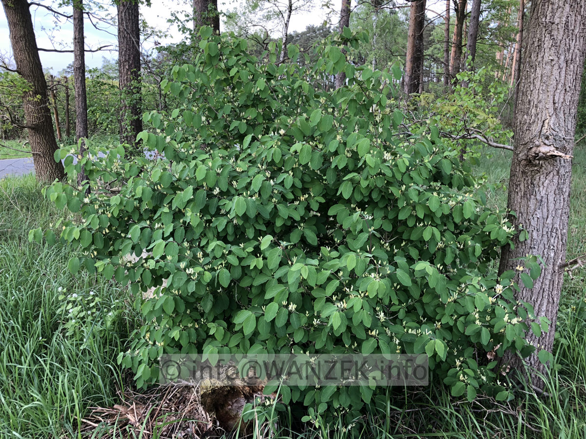 Lonicera tatarica Alba im Wald.JPG